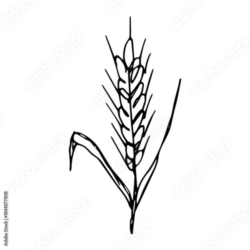 Hand drawn cereal wheat oat rye barley rice ears spikelet clipart Organic wheat bread agriculture farming harvest healthy food Single element for print packaging label design decor