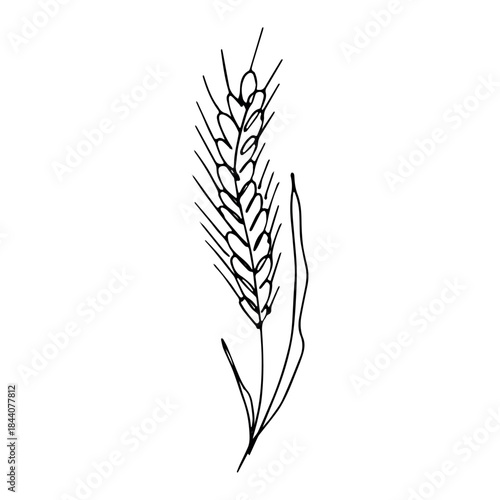Hand drawn cereal wheat oat rye barley rice ears spikelet clipart Organic wheat bread agriculture farming harvest healthy food Single element for print packaging label design decor