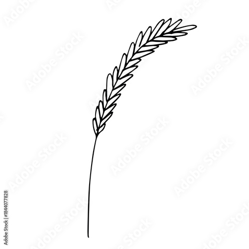 Hand drawn cereal wheat oat rye barley rice ears spikelet clipart Organic wheat bread agriculture farming harvest healthy food Single element for print packaging label design decor