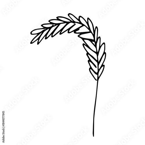 Hand drawn cereal wheat oat rye barley rice ears spikelet clipart Organic wheat bread agriculture farming harvest healthy food Single element for print packaging label design decor