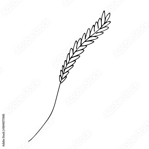 Hand drawn cereal wheat oat rye barley rice ears spikelet clipart Organic wheat bread agriculture farming harvest healthy food Single element for print packaging label design decor