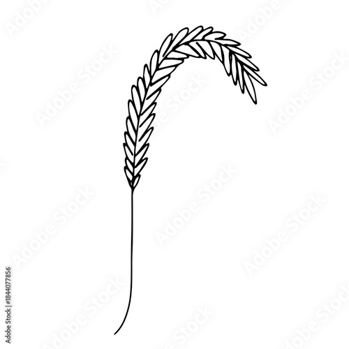 Hand drawn cereal wheat oat rye barley rice ears spikelet clipart Organic wheat bread agriculture farming harvest healthy food Single element for print packaging label design decor