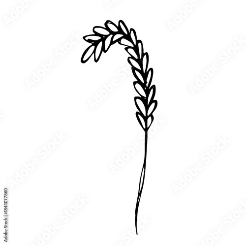 Hand drawn cereal wheat oat rye barley rice ears spikelet clipart Organic wheat bread agriculture farming harvest healthy food Single element for print packaging label design decor