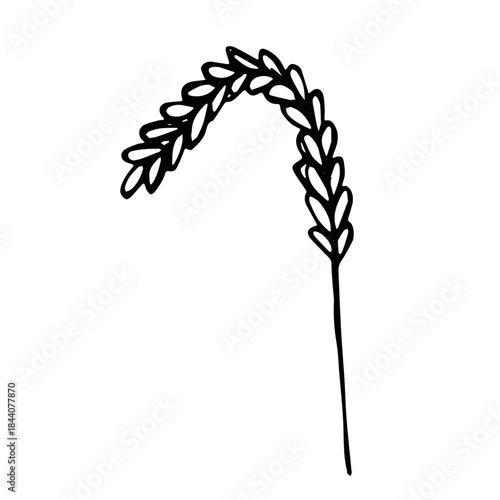 Hand drawn cereal wheat oat rye barley rice ears spikelet clipart Organic wheat bread agriculture farming harvest healthy food Single element for print packaging label design decor