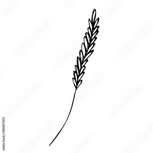 Hand drawn cereal wheat oat rye barley rice ears spikelet clipart Organic wheat bread agriculture farming harvest healthy food Single element for print packaging label design decor