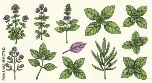 An illustrative collection of fresh culinary herbs including basil, oregano, marjoram, mint, and rosemary, depicted in a vintage engraved style.