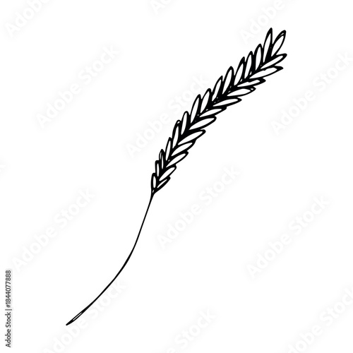 Hand drawn cereal wheat oat rye barley rice ears spikelet clipart Organic wheat bread agriculture farming harvest healthy food Single element for print packaging label design decor