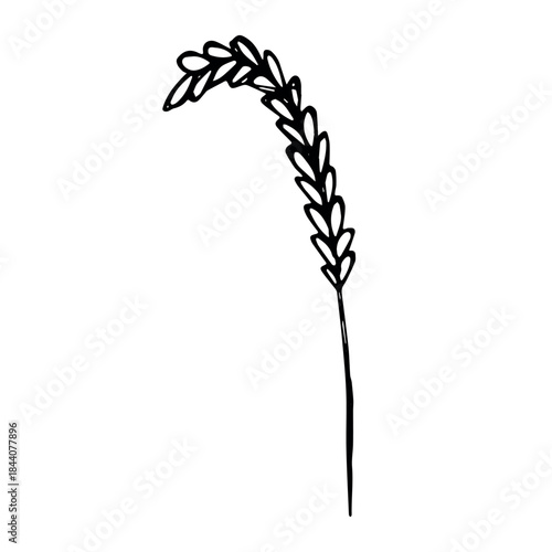Hand drawn cereal wheat oat rye barley rice ears spikelet clipart Organic wheat bread agriculture farming harvest healthy food Single element for print packaging label design decor