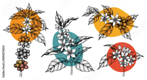 Collection of hand-drawn coffee plant illustrations featuring flowering branches, leaves, and ripening coffee cherries on colorful backgrounds.
