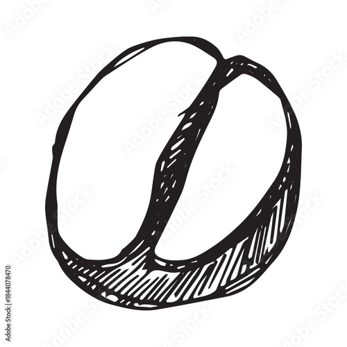 Hand drawn fresh roasted coffee bean Arabica robusta seed doodle Single element for print, web, design, decor