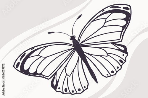 black and white butterfly vector on white background