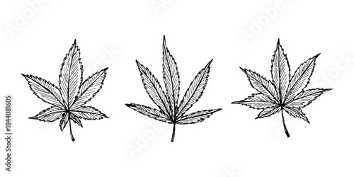 Set of hand drawn cannabis leaf Medicine marijuana Hemp leaves clipart in doodle style Single element for print, web, design, decor