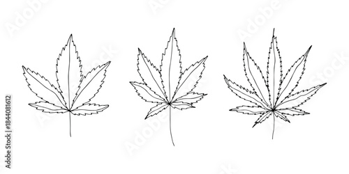 Set of hand drawn cannabis leaf Medicine marijuana Hemp leaves clipart in doodle style Single element for print, web, design, decor