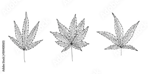 Set of hand drawn cannabis leaf Medicine marijuana Hemp leaves clipart in doodle style Single element for print, web, design, decor