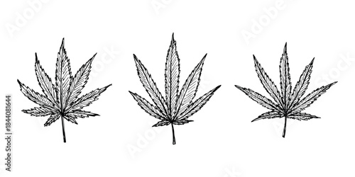 Set of hand drawn cannabis leaf Medicine marijuana Hemp leaves clipart in doodle style Single element for print, web, design, decor