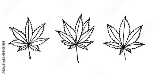 Set of hand drawn cannabis leaf Medicine marijuana Hemp leaves clipart in doodle style Single element for print, web, design, decor