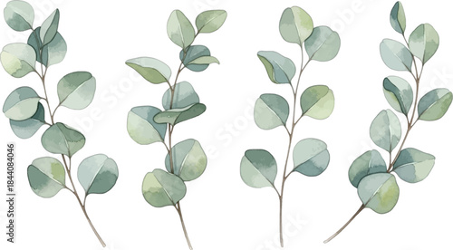 Set of watercolor eucalyptus branches with leaves isolated on transparent background hand drawn illustration design element for wedding cards or invitations