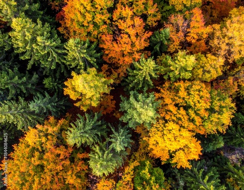 Aerial view captures diverse autumnal tree canopies, featuring vibrant fall foliage hues
