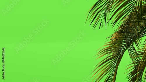 Coconut Palm Leaves And Shadow Green Screen