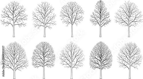 Deciduous tree silhouette set, botanical illustration, branching pattern study, black and white tree sketch, dendrology reference, nature graphic design