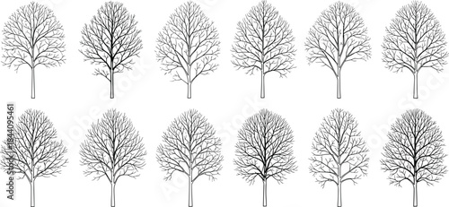 Stylized deciduous tree illustration set, branching complexity study, black and white tree sketch, botanical reference, fractal structure, nature design