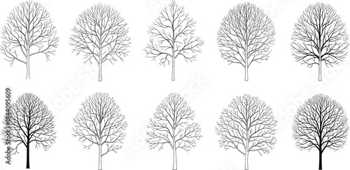 Stylized leafless tree illustration set, branching structure study, black and white tree sketch, botanical reference, nature design, morphology chart