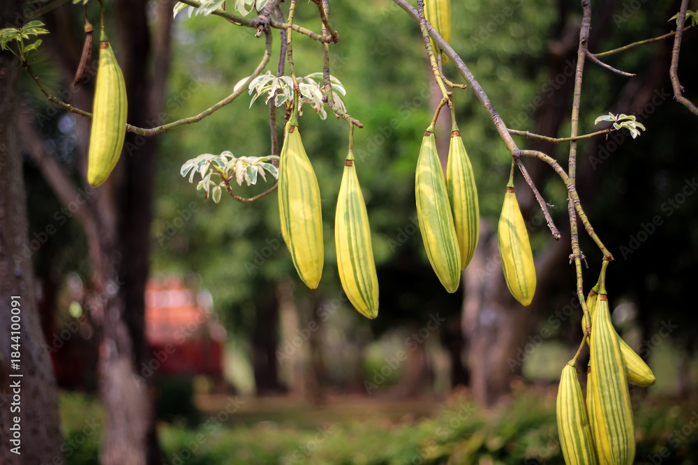Fototapeta premium White silk cotton pods tree ,kapok or Ceiba pentandra hanging for make pillow or mattress
