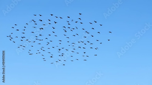 Large flock of birds flying high in a clear blue sky