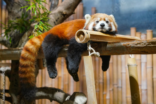 red panda