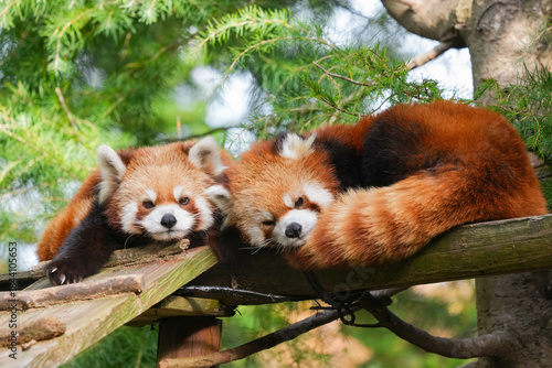 red pandas relaxing