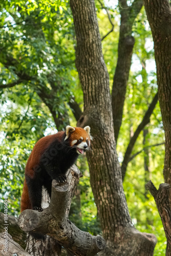 red panda in the bamboo forest 