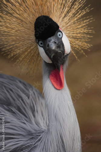 grey crowned crane