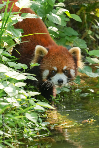 red panda