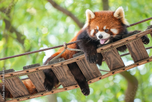 red panda relaxing