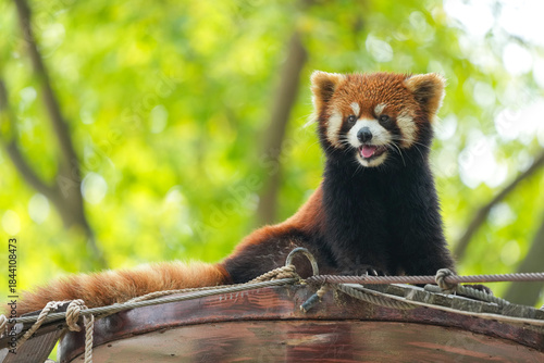 Red panda relaxing