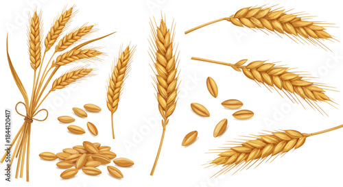 Golden wheat ears, stalks, and grains collection on a white background, representing harvest and agriculture.
