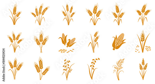 A collection of various golden grain and cereal plant illustrations, including wheat, corn, and rice, depicting agricultural crops.