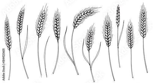 Detailed hand-drawn illustration of various wheat ears and stalks, representing agricultural crops.