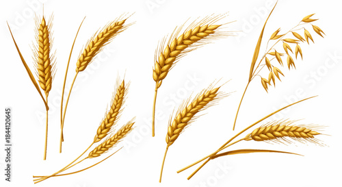 Golden ripe wheat and oat ears, cereal grains isolated on white background, agricultural harvest concept.