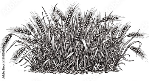 Detailed black and white engraving of a cluster of ripe wheat stalks with grain heads.