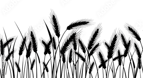 Black silhouette of wheat or rye stalks with ears in a field, graphic illustration on white background.