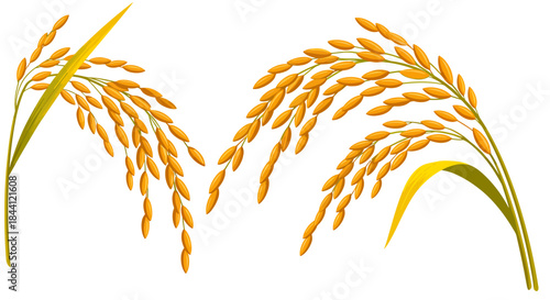 Two golden ripe rice stalks with grains, ready for harvest, on a white background.