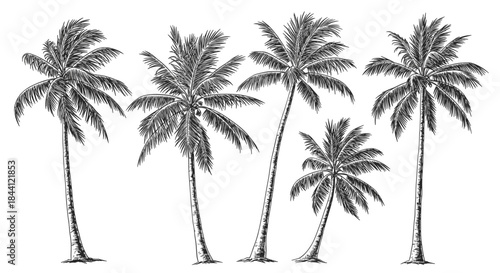 Set of five realistic hand-drawn palm trees in a black and white vintage engraving style, perfect for tropical and summer designs.
