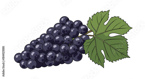 Colorful illustration of a ripe bunch of dark purple grapes with a single large green leaf, isolated on a white background.