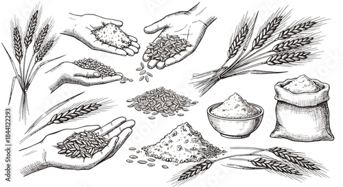 Hand-drawn sketch illustration depicting various stages of wheat and grain from harvest to flour, including hands holding seeds, piles of kernels, and sacks of milled product.