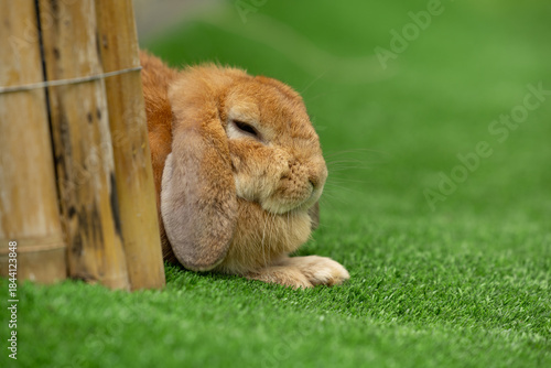 Foto Brown lop rabbit resting beside wooden post on green grass with peaceful express