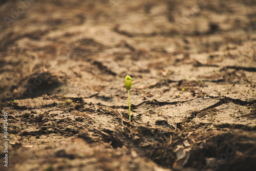 Sunlit rebirth tree standing strong as a symbol of environmental healing and new beginnings.