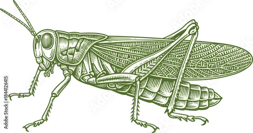 Canvastavla Detailed grasshopper illustration in vintage engraving style featuring realistic