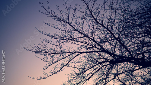 夕焼け空と冬枯れした木々