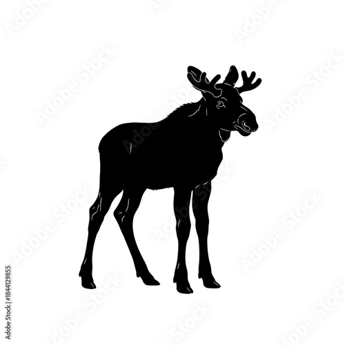 Moose silhouette portrait